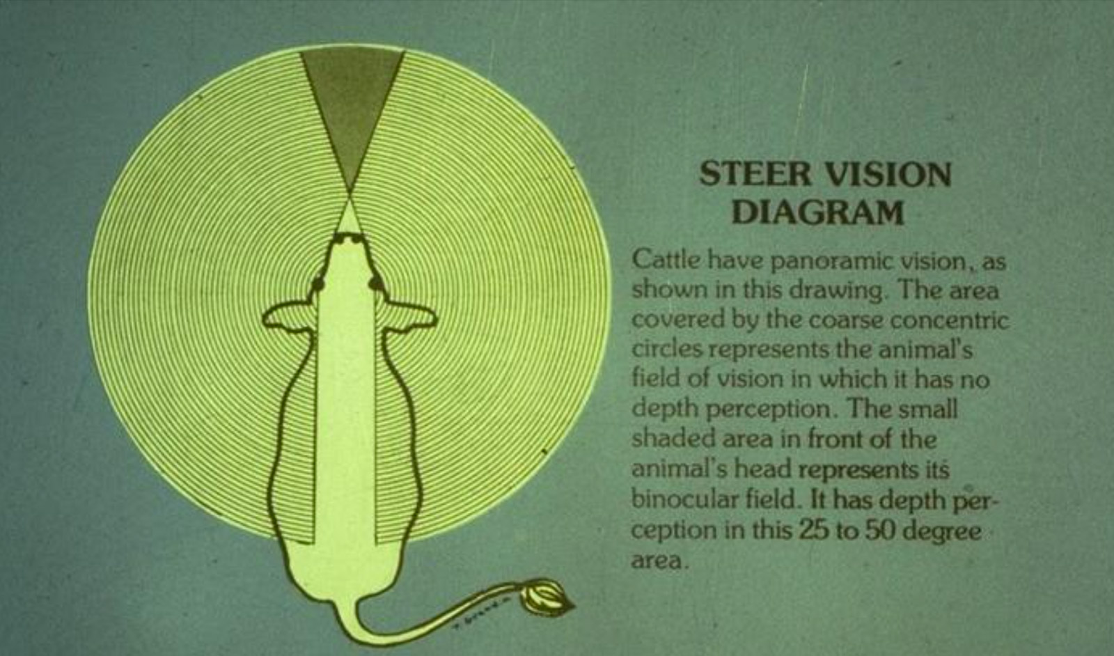 NAMI Animal Welfare & Handling Tips