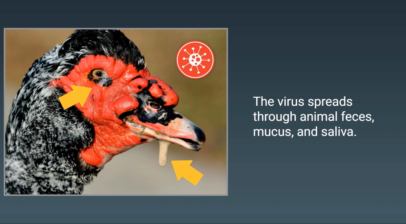 Free Bird Flu Training Course Helps Poultry, Egg, and Dairy Operations